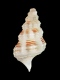 Cerithium sp. (juv) - 2.4 mm - RC 2784