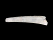 Dentalium sp. - 2.5 mm - RC 2783