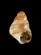 Eatonina sp. - 1.0 mm - RC 2784