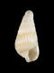 Turbonilla pupoides (juv) - 1.5 mm - RC 2784