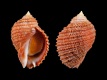 Acanthina-monodon-38.5-mm-Argentinie-Santa-Cruz-Province-Z-van-San-Julian-RC-1952