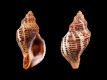 Acanthinucella-spirata-34.8-mm-Verenigde-Staten-California-Los-Angeles-Marinadel-Rey-Entrance-Channel-RC-5275