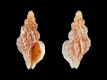 Afritrophon-agulhasensis-5.1-mm-Zuid-Afrika-Cape-Peninsula-W-Kommetjie-RC-5285