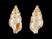 Aspella-anceps-10.1-mm-Australie-W-Broome-RC-5290