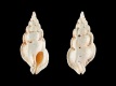 Aspella-producta-13.1-mm-Australie-Broome-RC-1825