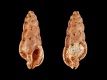 Aspella-pyramidalis-13.2-mm-Panama-Gulf-of-Montijo-SE-coast-of-Gobernadora-Island-RC-5244