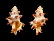 Attiliosa-nodulifera-25.5-mm-Filippijnen-Cebu-Island-RC-5162