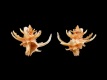 Babelomurex-cristatus-16-mm-Filippijnen-RC-4900