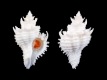 Babelomurex-japonicus-38.4-mm-Filippijnen-Balicasag-Island-Panglao-Bohol-RC-1809