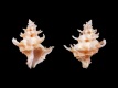 Babelomurex-spinosus-24.9-mm-Filippijnen-Tinina-Balut-Island-RC-4868