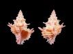 Babelomurex-takahashii-22.5-mm-Filippijnen-Balicasag-Island-near-Panglao-Bohol-RC-5010