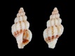 Benthoxystus-cf.-petterdi-7.9-mm-Australie-ZO-Yorke-Peninsula-RC-5193