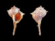 Bolinus-brandaris-f-coronatus-71.1-mm-Italie-Sardinie-Cagliari-Poetto-RC-5305