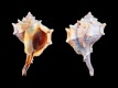 Bolinus-brandaris-f-nivea-65.1-mm-Italie-Sardinie-Cagliari-Poetto-RC-5303