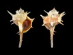 Bolinus-brandaris-longispinus-100-mm-Portugal-Algarve-off-Olhao-RC-5320