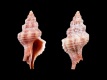 Calotrophon-ostrearum-25.6-mm-Verenigde-Staten-Florida-in-bay-behind-Fort-Myers-beach-RC-5255