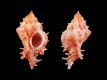 Chicomurex-gloriosus-46.3-mm-Filippijnen-Tinina-Balut-Island-RC-4897