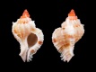 Chicomurex-laciniatus-juv-26.9-mm-Filippijnen-Surigao-RC-2469