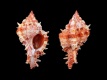 Chicomurex-pseudosuperbus-45.8-mm-Filippijnen-Tinina-Balut-Island-RC-4873