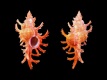 Chicoreus-aculeatus-53-mm-Filippijnen-Tinina-Balut-Island-RC-4875