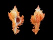 Chicoreus-banksii-53-mm-Filippijnen-Zamboanga-Ulotanga-Island-RC-3974