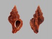 Chicoreus-capucinus-42-mm-Zuidwest-Pacific-RC-0382