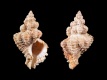 Chicoreus-denudatus-46-mm-Australie-New-South-Wales-Kurnell-Botany-Bay-RC-2788