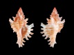 Chicoreus-dodongi-19.4-mm-Filippijnen-off-Caput-Island-RC-4793-a