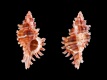 Chicoreus-dodongi-20.6-mm-Filippijnen-off-Caput-Island-RC-4793-b