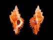 Chicoreus-microphyllus-31-mm-Indo-Pacific-RC-0377