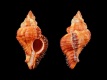 Chicoreus-monicae-44.6-mm-Madagaskar-Lavanono-RC-5224