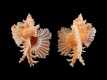 Chicoreus-orchidiflorus-34-mm-Filippijnen-Cebu-Island-RC-1760