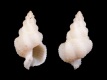 Coralliophila-abnormis-21.2-mm-Filippijnen-Aliguay-RC-5192