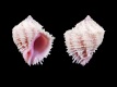 Coralliophila-bulbiformis-19.7-mm-Filippijnen-Caubian-Island-near-Bohol-RC-1819