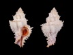 Coralliophila-fearnleyi-44-mm-Filippijnen-Bohol-Panisio-RC-4091