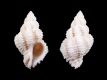 Coralliophila-meyendorffii-27.4-mm-Spanje-Canarische-Eilanden-La-Gomera-Valle-Gran-Rey-Charco-del-Conde-RC-3234-a