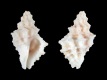 Coralliophila-nux-12.4-mm-Panama-Icaco-Point-RC-5248