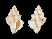 Coralliophila-parva-14.5-mm-Panama-Gulf-of-Montijo-Gobernadora-Island-RC-5249