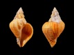 Coralliophila-pulchella-21.3-mm-Filippijnen-RC-5177