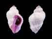 Coralliophila-radula-46.4-mm-Filippijnen-Balicasag-Island-RC-1811