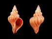 Coralliophila-rubrococcinea-25-mm-Filippijnen-Panglao-Bohol-RC-1762