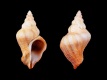 Coralliophila-rubrococcinea-25.1-mm-Filippijnen-Panglao-Bohol-RC-1812