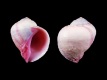 Coralliophila-violacea-21.4-mm-Filippijnen-Mactan-Island-Punta-Engano-RC-1815