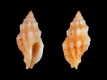 Cytharomorula-dollfusi-8.6-mm-Filippijnen-Mactan-Island-Coral-Point-RC-5227