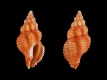 Cytharomorula-grayi-10.9-mm-Filippijnen-Bohol-Panglao-Balicasag-Island-RC-2235