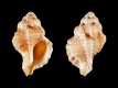 Dermomurex-myrakeenae-16.3-mm-Mexico-Pacific-Nayarit-Bahia-de-Banderas-La-Cruz-de-Huanacaxtle-RC-5245