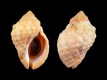 Dicathais-orbita-var.-aegrota-66-mm-Australie-W-off-Fremantle-RC-5283