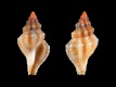 Ergalatax-dattilioi-12.5-mm-Filippijnen-Mindanao-N-north-of-Dipolog-Aliguay-Island-RC-1808