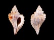 Eupleura-caudata-var.-etterae-26.3-mm-Verenigde-Staten-E-shore-of-Virginea-Accomack-County-RC-2498