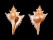 Eupleura-muriciformis-21.8-mm-Mexico-Sonora-San-Carlos-Bay-RC-1957